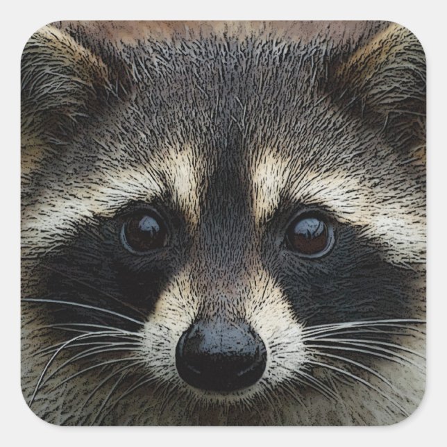 Close Up Cropped Face Raccoon Stare Square Sticker (Front)