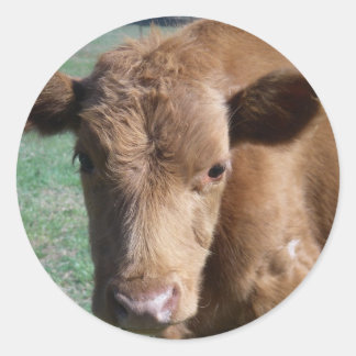 Close-up Cute Calf Sticker
