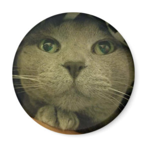 Close-Up CUte Kitty Face Magnet