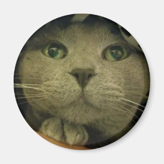 Close-Up CUte Kitty Face Magnet