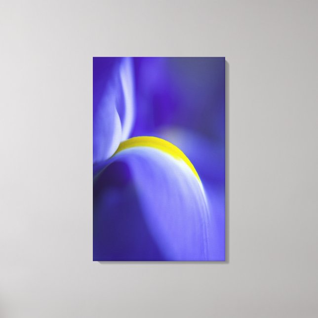 Close-up detail of a Blue Flag iris. Canvas Print (Front)