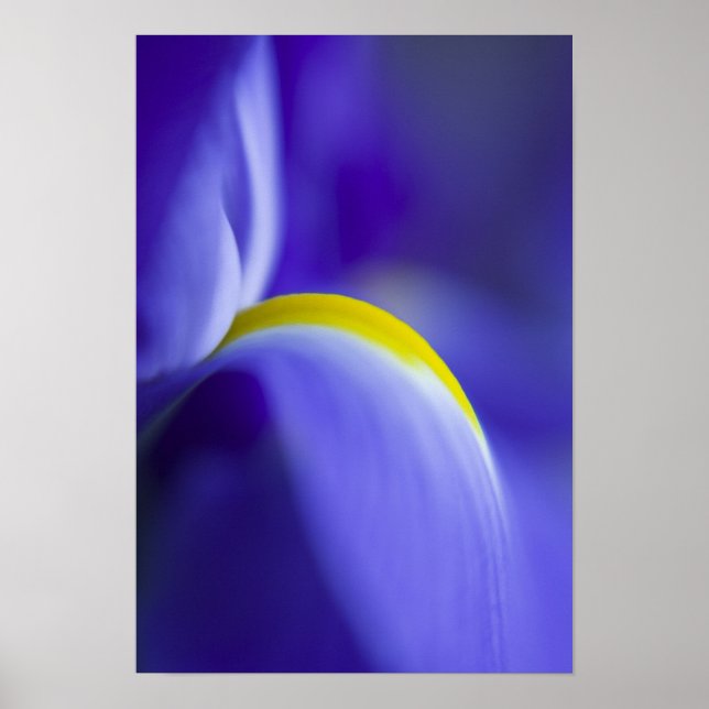 Close-up detail of a Blue Flag iris. Poster (Front)