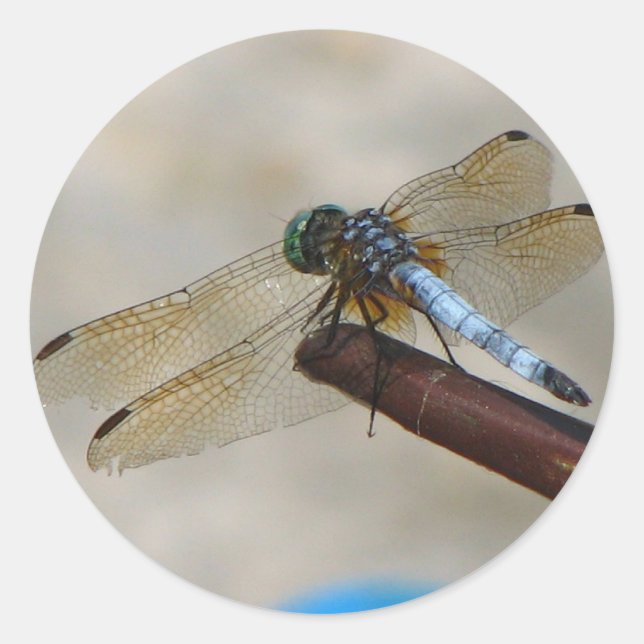 Close up Dragonfly Classic Round Sticker (Front)