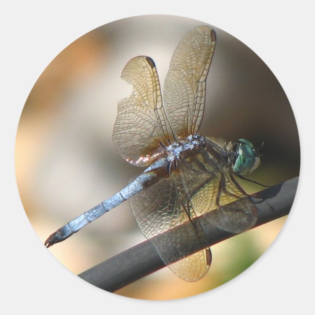 Close up Dragonfly Classic Round Sticker (Front)