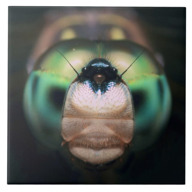 Close-up Dragonfly Iridescent Compound Eyes Tile (Front)