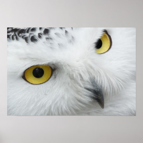 Close Up Eyes and Beak of a Beautiful Snowy Owl Poster