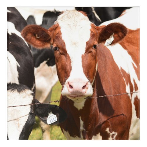 Close_up Face of Red White Holstein Dairy Cow Acrylic Print