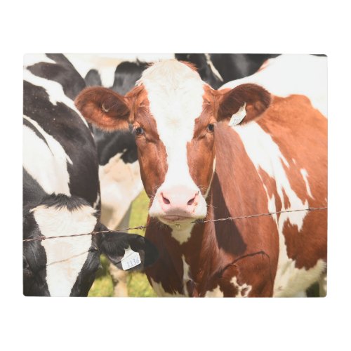 Close_up Face of Red White Holstein Dairy Cow Metal Print