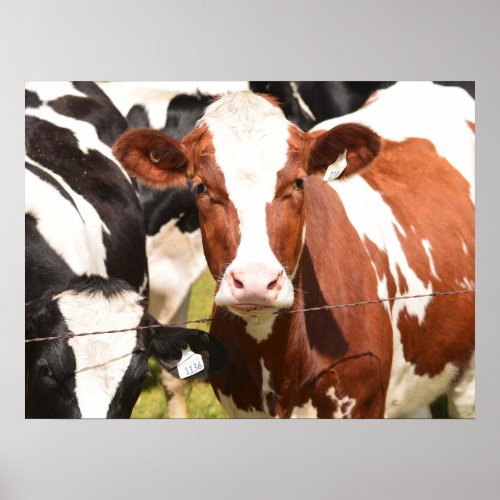 Close_up Face of Red White Holstein Dairy Cow Poster