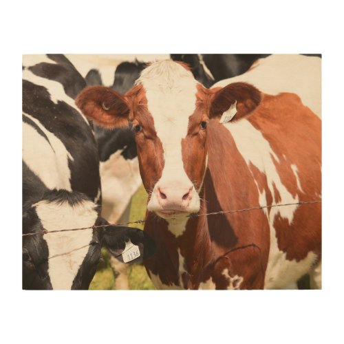 Close_up Face of Red White Holstein Dairy Cow Wood Wall Art
