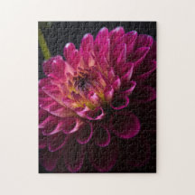 Close-up flowers series: Dahlia