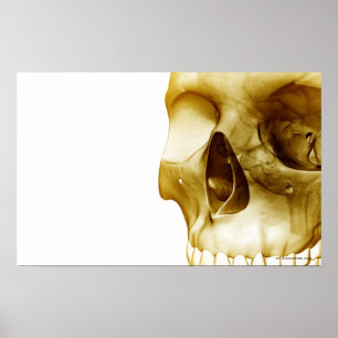 Close up frontal view of the brain inside a skull poster