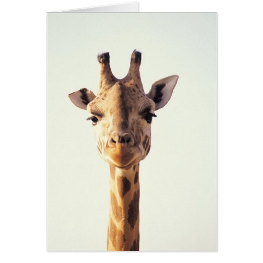 Close-Up Giraffe Cards (Front)