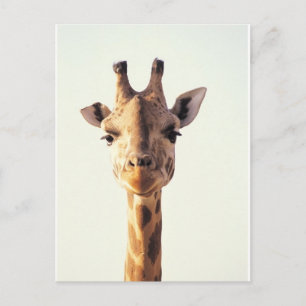 Close-Up Giraffe Postcard