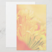 Close Up - Iceland Poppy (Front/Back)