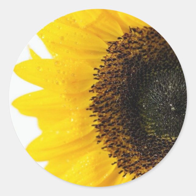 Close Up Image Of Sunflower Classic Round Sticker (Front)