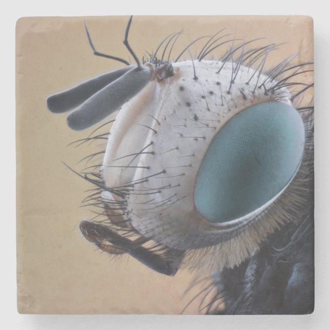 Close-up Insect Bug Head Stone Coaster (Front)