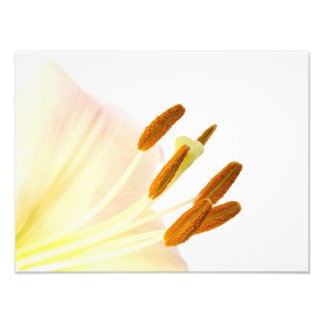 Close up lily stamen photo print