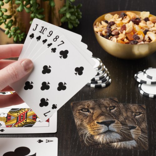 Close Up Lion Adult Male Playing Cards