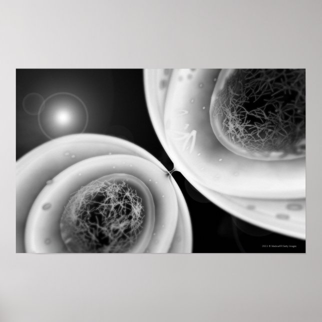 Close up look at cell division poster (Front)