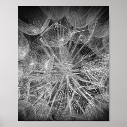 Close Up Macro Dandelion Puffball Nature Poster