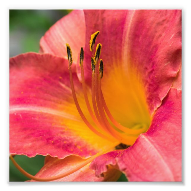 Close up Macro of Pink Lily Flower Photo Print (Front)