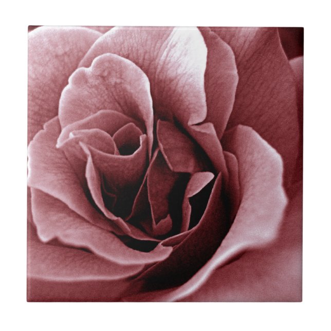 Close Up Monochrome Rose Flower Ceramic Tile (Front)