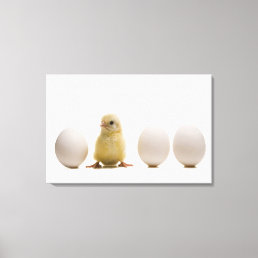 Close-up of a baby chick with three eggs canvas print