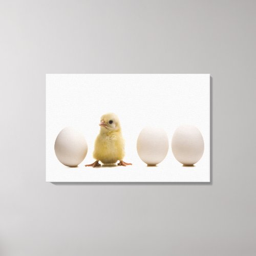 Close_up of a baby chick with three eggs canvas print