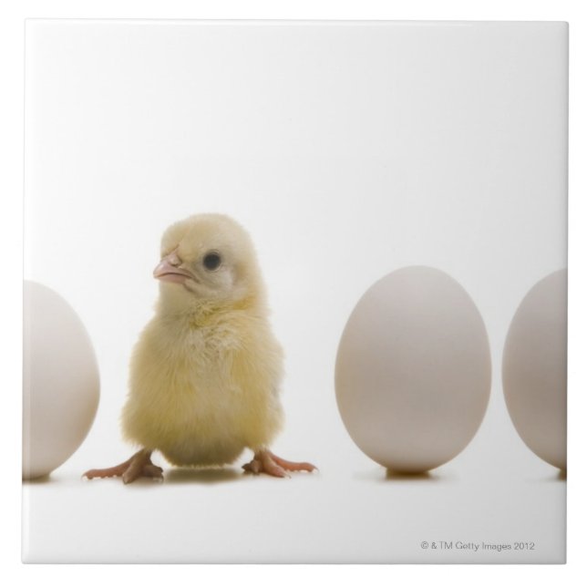 Close-up of a baby chick with three eggs ceramic tile (Front)