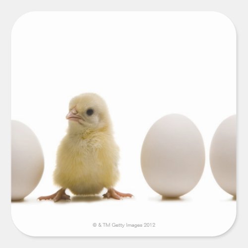 Close_up of a baby chick with three eggs square sticker