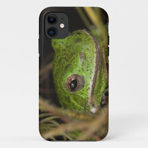 Close_up of a Barking treefrog on limb resting iPhone 11 Case