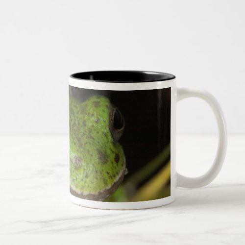 Close_up of a Barking treefrog on limb resting Two_Tone Coffee Mug
