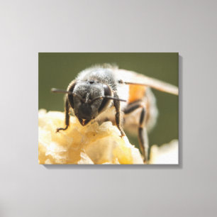 Close-Up of a Bee in a Beehive Canvas Print