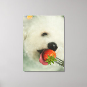 Close-up of a Bichon Frise eating a strawberry Canvas Print
