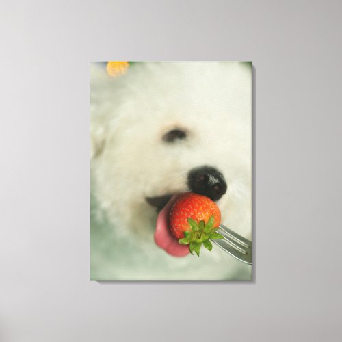 Close_up of a Bichon Frise eating a strawberry Canvas Print