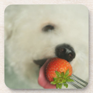 Close-up of a Bichon Frise eating a strawberry Drink Coaster