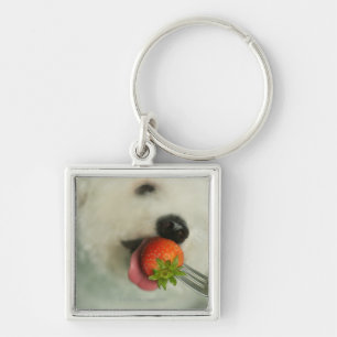 Close-up of a Bichon Frise eating a strawberry Keychain