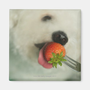 Close-up of a Bichon Frise eating a strawberry Magnet