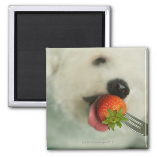 Close_up of a Bichon Frise eating a strawberry Magnet