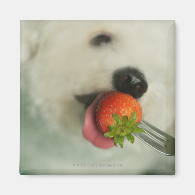Close-up of a Bichon Frise eating a strawberry Magnet (Front)