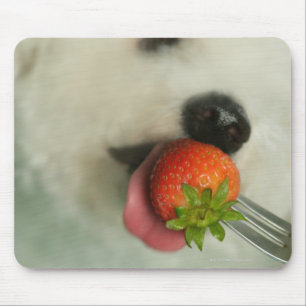 Close-up of a Bichon Frise eating a strawberry Mouse Pad