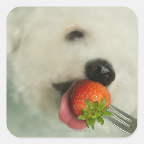 Close_up of a Bichon Frise eating a strawberry Square Sticker