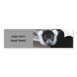 Close up of a Black and White Ruffed Lemur Bumper Sticker