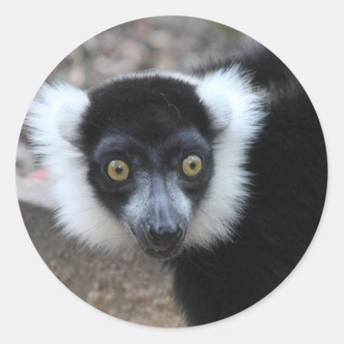 Close up of a Black and White Ruffed Lemur Classic Round Sticker