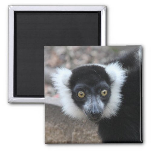 Close up of a Black and White Ruffed Lemur Magnet