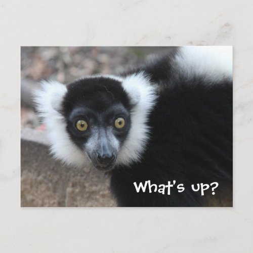 Close up of a Black and White Ruffed Lemur Postcard