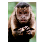 Close-up of a black-capped capuchin monkey (Front)