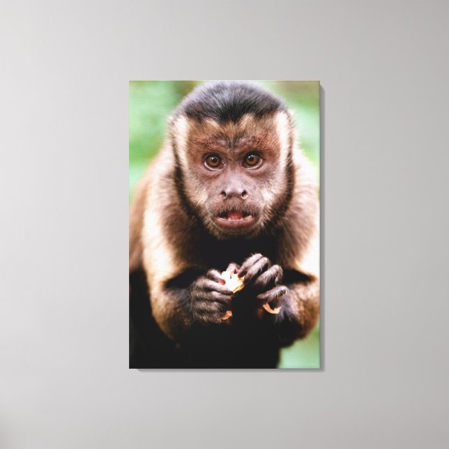 Close-up of a black-capped capuchin monkey canvas print (Front)