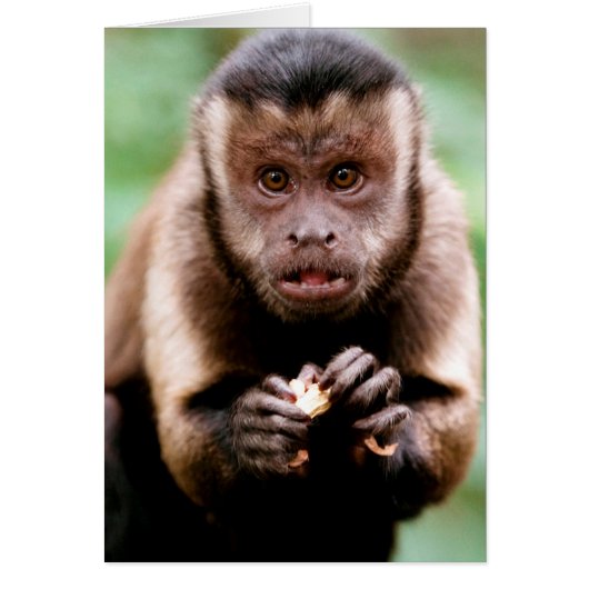 Close-up of a black-capped capuchin monkey cards (Front)